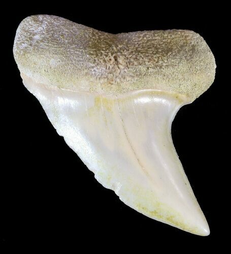 Mako Shark Tooth Fossil - Sharktooth Hill, CA #46783